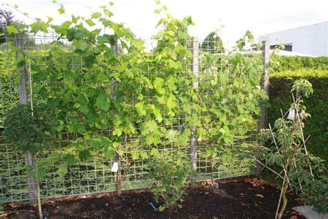 Image result for pergola druivenstruiken