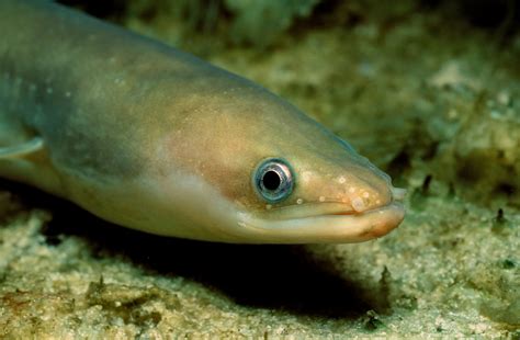 Eel Migration