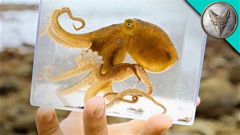 Image result for Octopus Problem Solving YouTube