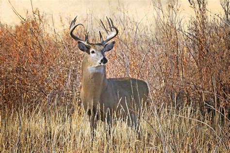 Milo Hanson Buck: Looking Back - North American Whitetail