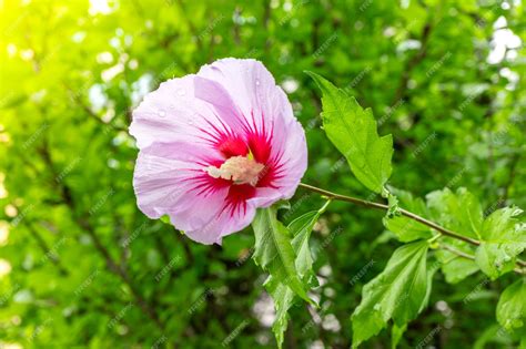 Premium Photo | Korean national flower in the name rose of sharon or ...