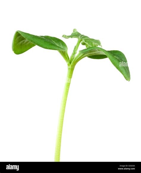 Watermelon Growing Stages