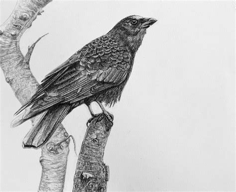 Drawing Refresh: An Artists Workshop for Beginning and Experienced ...