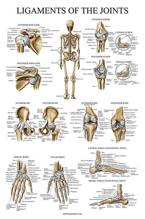 Palace Learning Ligaments of the Joints Anatomical Poster - LAMINATED ...