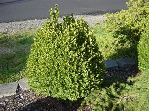 The Top 8 Stunning Shrubs to Transform Your Home's Curb Appeal ...