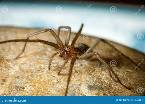 Big House Spider Tegenaria Domestica Stock Photo - Image of giant ...