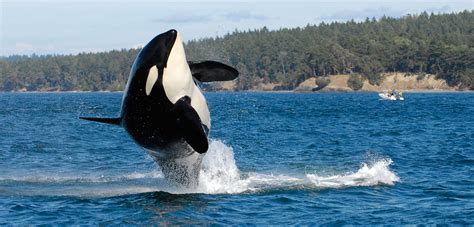 Wild Orca Pod