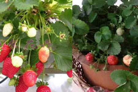盆栽草莓怎么养 - 花百科