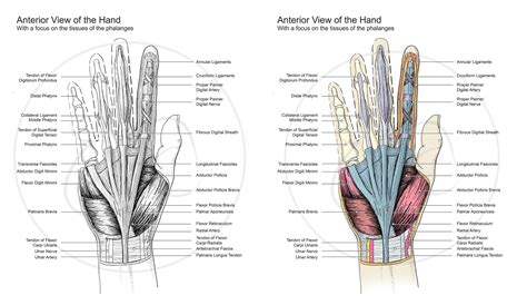 Image result for Hand Dissection