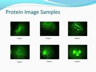 Image result for Protein Crystallization Image Magnification