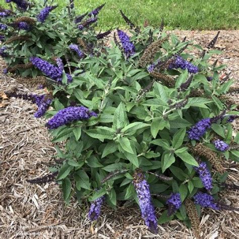 Pugster Blue® Dwarf Butterfly Bush, Proven Winners, Live Plant - Etsy
