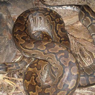 African Rock Python Baby 的图像结果