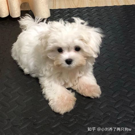 养一只马尔济斯是一种怎样的体验？ - 知乎