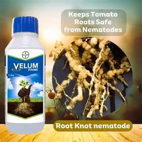 Buy Velum Prime Nematicide - Buy Online | Nematode Control