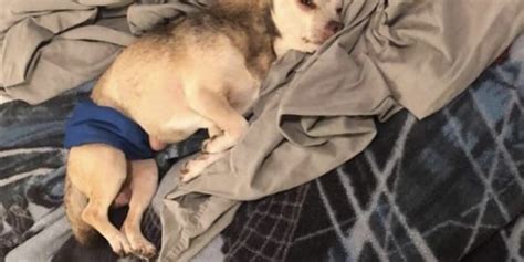 Killeen hotel fire guest searching for missing dog