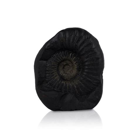 Giri - Shaligram Murti | Shaligram Idols | Shaligram Statue