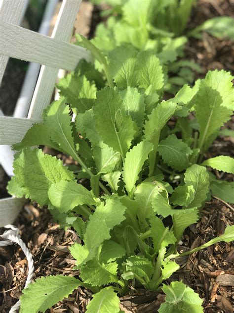 Growing mustard greens the complete guide to plant grow harvest mustard ...