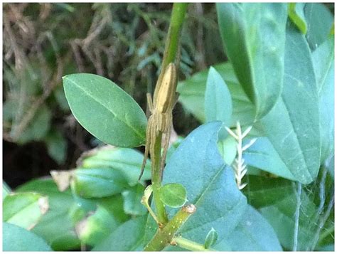 Čelistnatka rákosní (Tetragnatha extensa,Linné 1758) - Bobův fotoblog