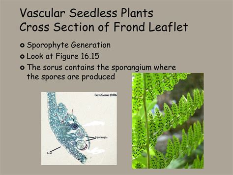 PPT - Nonvascular Plants and Seedless Vascular Plants PowerPoint ...