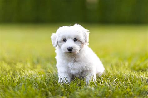 20 of the Cutest White Dog Breeds | Reader's Digest