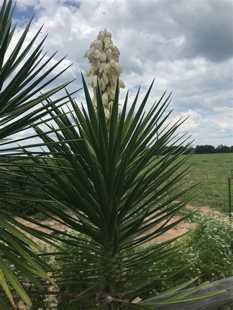 Spanish Dagger - Yucca Aloifolia - Etsy