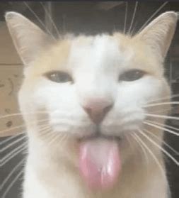 Image result for Cat Coding at Computer