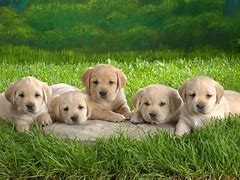 Image result for Cute Funny Puppy Wallpaper