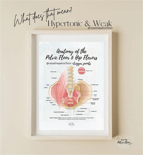Hypertonic & Weak Pelvic Floor? – Raise The Pelvic Floor