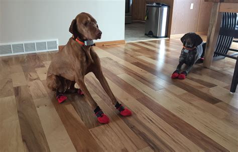 Hardwood Floors and Dogs Slipping | Alldogboots.com