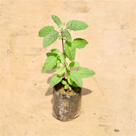 Buy Outdoor Plants Gurgaon | Free Next Day Delivery – Haryali : Apna ...