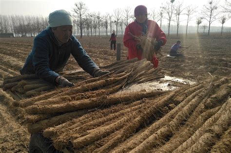 “中医农业”为药食同源构建绿色技术保障-中国新型肥料网