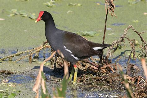 Ann Brokelman Photography: Common Moorhens - Florida