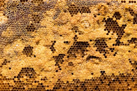 Image result for Beehive