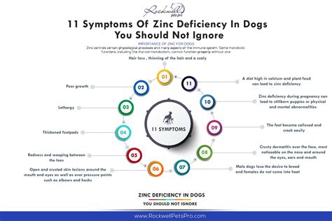 11 Symptoms Of Zinc Deficiency In Dogs You Should Not Ignore – Rockwell Pets Pro