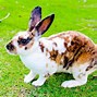 Image result for Baby Bunny Sitting
