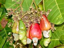 Cashew Nuts Suppliers, Fresh Indian Cashew Nuts Exporters, Cashew Nuts ...