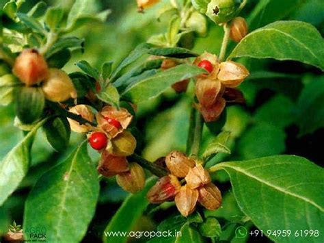 Amukkuram Plant For Sale In India | Online plant nursery
