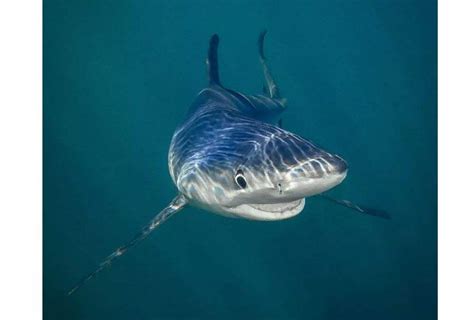 全球最凶猛的十大鲨鱼排名-大白鲨上榜(食物链终极猎手)-排行榜123网