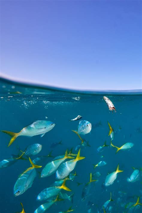 Fish frenzy on Green Island | Island tour, Great barrier reef, Island