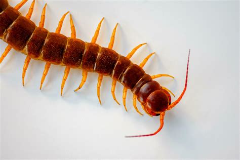 Centipedes are poisonous animals and dangerous to humans. It is an ...
