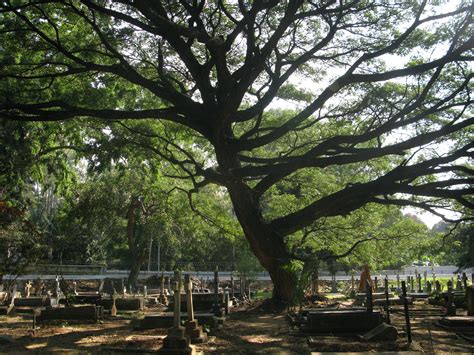 Bengaluru: Native trees flourish around religious spaces as streets and ...
