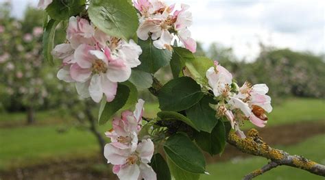 THE BLEU APPLE B&B (Portadown, Northern Ireland) - B&B Reviews & Photos ...