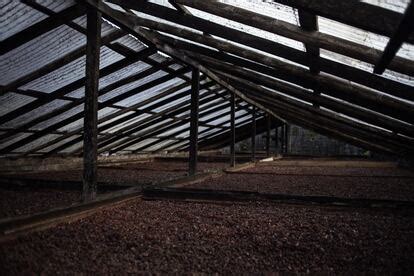 Puro cacao ecuatoriano, justo y sostenible | Fotos | Planeta Futuro ...