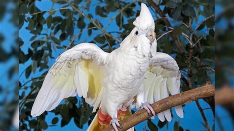 National Endangered Species Day 2021: বিশ্ব থেকে অচিরেই লোপ পাবে এই ৫ ...