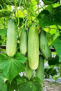 Desi Cucumber Seeds (75 Seeds) : Amazon.in: Garden & Outdoors