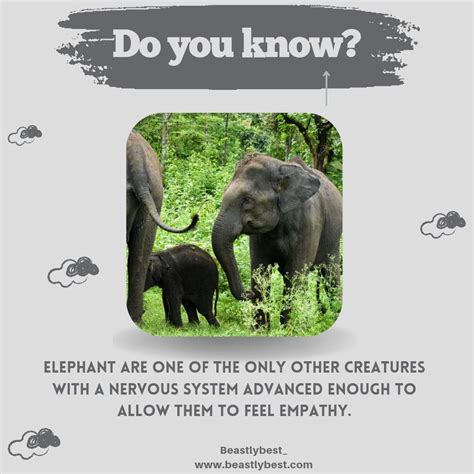 Elephant are just amazing.... ️ | Animal facts, Elephant, Fun facts