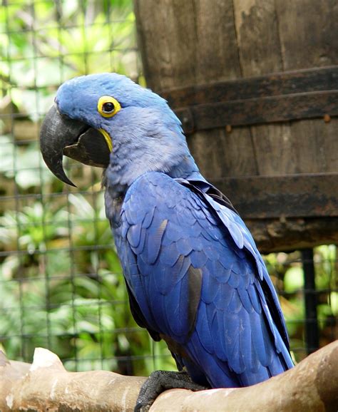 🔥 [40+] Hyacinth Macaw Wallpapers | WallpaperSafari