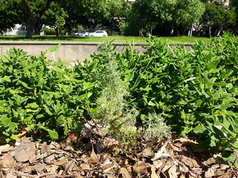 Communitree - Garden Maintenance at Tow Path