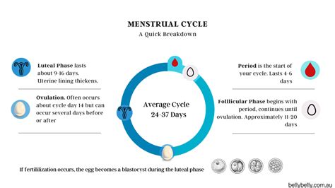 Luteal Phase - 4 Stages Of The Menstrual Cycle Explained