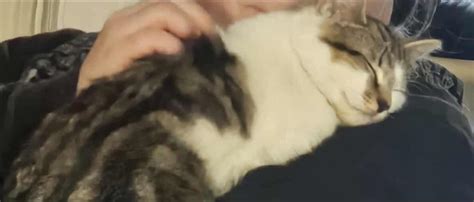 Furever Homes For Felines